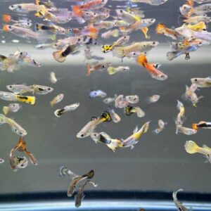 Multicoulored Guppy