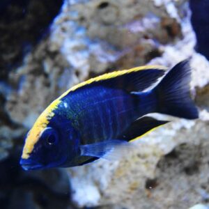 Sulphur Head Peacock Cichlid (Aulonocara maylandi) 6cm+