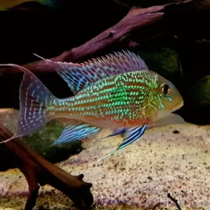 Geophagus Sveni 8cm+