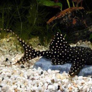 Polkadot Lyretail Pleco 3cm