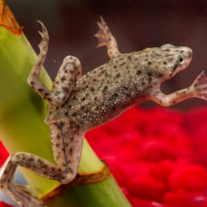 African Dwarf Frog 2cm