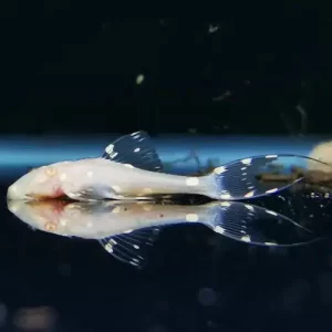 Adonis Albino Polkadot Lyretail Pleco 3cm