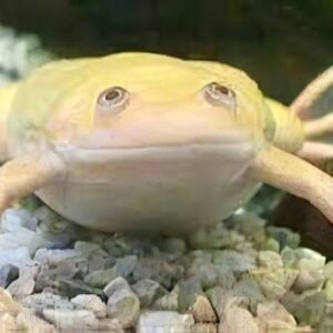 Albino African Dwarf Frog