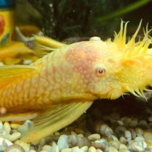 Albino Bristlenose Pleco 2 to 3 cm