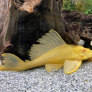 Albino Common Plecostomus 7cm +( Hypostomus plecostomus )