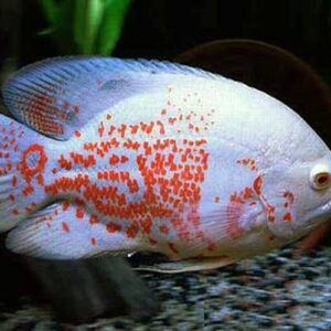 Albino Oscar ( Astronotus ocellatus ) 8-10cm