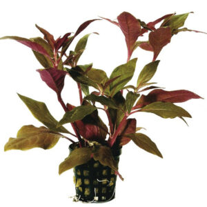 Alternanthera cardinalis 5cm pot