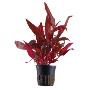 Alternanthera rosaefolia rosanervig 5cm pot