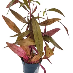 Alternanthera sessilis 5cm pot