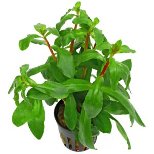 Ammannia senegalensis 5cm pot