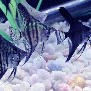 Blue Pinoy Angelfish ( P. Scalare ) 3-4cm