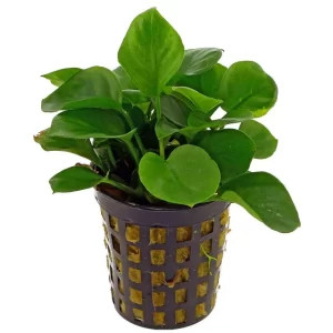 Anubias barteri "Gold coin" 5cm pot