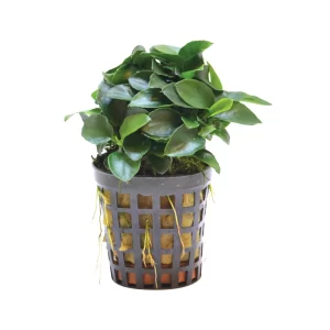 Anubias bonzai 5cm pot