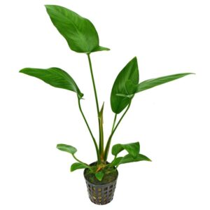 Anubias hastifolia 5cm pot