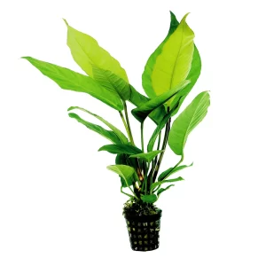 Anubias heterophylla 5cm pot