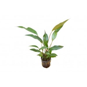 Anubias lanceolata 5cm pot