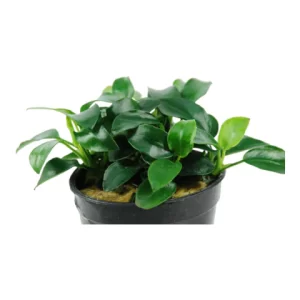 Anubias mini 5cm pot