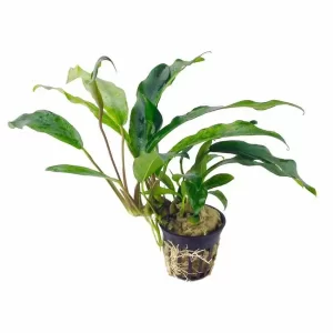 Anubias minima 5cm pot