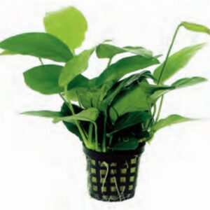 Anubias nana 5cm pot