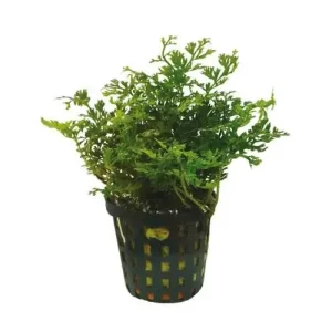 Bolbitus heteroclita "difformis" 5cm pot