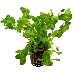 Bacopa amplexicaulis “Caroliniana” 5cm pot
