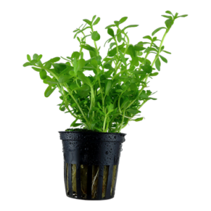 Bacopa crenata / monieri 5cm pot