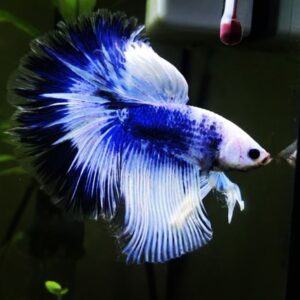 Betta Halfmoon Neon Marble - Grade A
