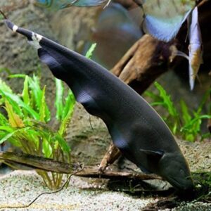 Black Ghost Knife Fish ( Apteronotus albifrons ) 10cm+