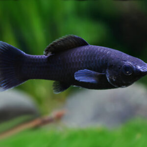 Black Molly ( Poecilia Sphenops )