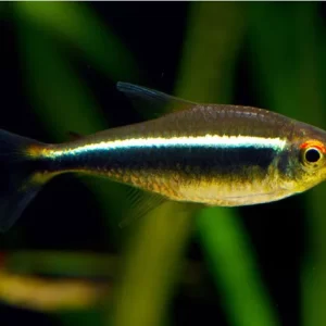 Black Neon Tetra ( Hyphessobrycon Herbert Axelrodi ) 2.1cm