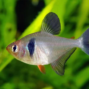 Black Phantom Tetra Fish 2.2cm