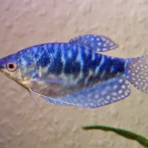 Gourami