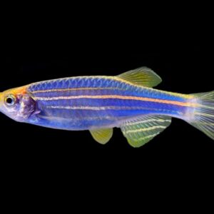 Blue Zebra Danio