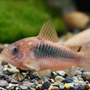 Bronze Corydora