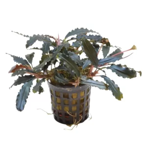 Bucephalandra biblis 5cm pot