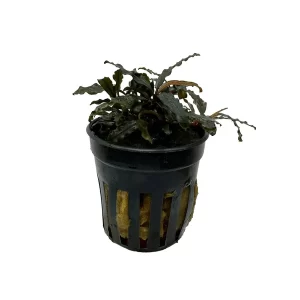 Bucephalandra caterina 5cm pot