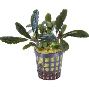 Bucephalandra lamandau 5cm pot