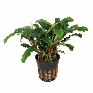 Bucephalandra sintang 5cm pot