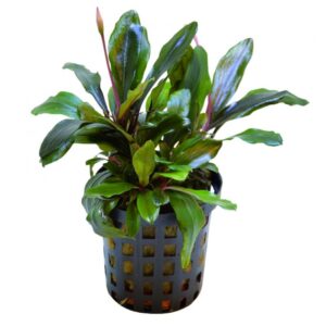 Freshwater Potted Plants