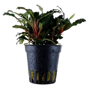 Bucephalandra theia red 5cm pot