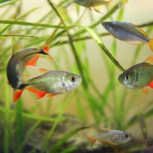 Buenos Aires Tetra ( Hemigrammus Caudovittatus ) 2.2cm