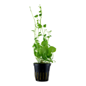 Cardamine lyrata 5cm pot