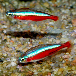 Cardinal Tetra ( Paracheirodon axelrodi ) XL