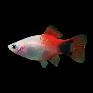 Caroline Platy