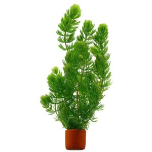 Ceratophyllum demersum 5cm pot