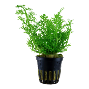 Ceratopteris siliquosa 5cm pot