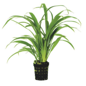 Chlorophytum bichetii 5cm pot