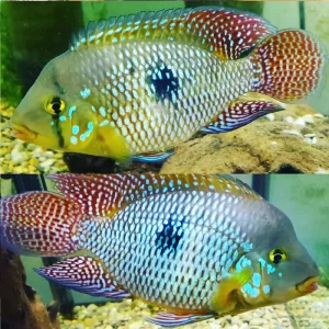 Pearl cichlid ( Geophagus Brasiliensis ) 6cm+