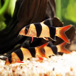 Clown Loach ( Chromobotia macracanthus ) 5-7 cm