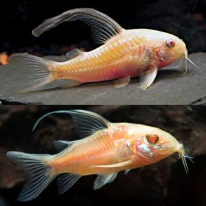 Corydoras Albino Longfin 2.5 cm
